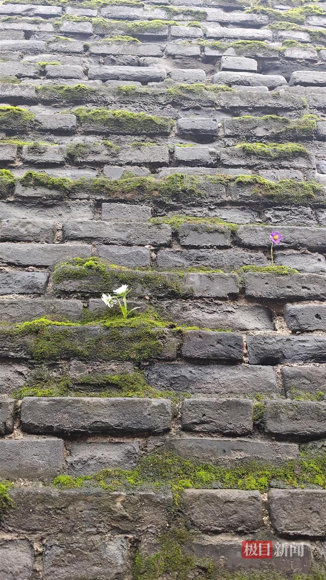 菇大雁塔受潮城墙布满青苔气象局解释成因不朽情缘版西安连续一个多月降雨遍地长蘑