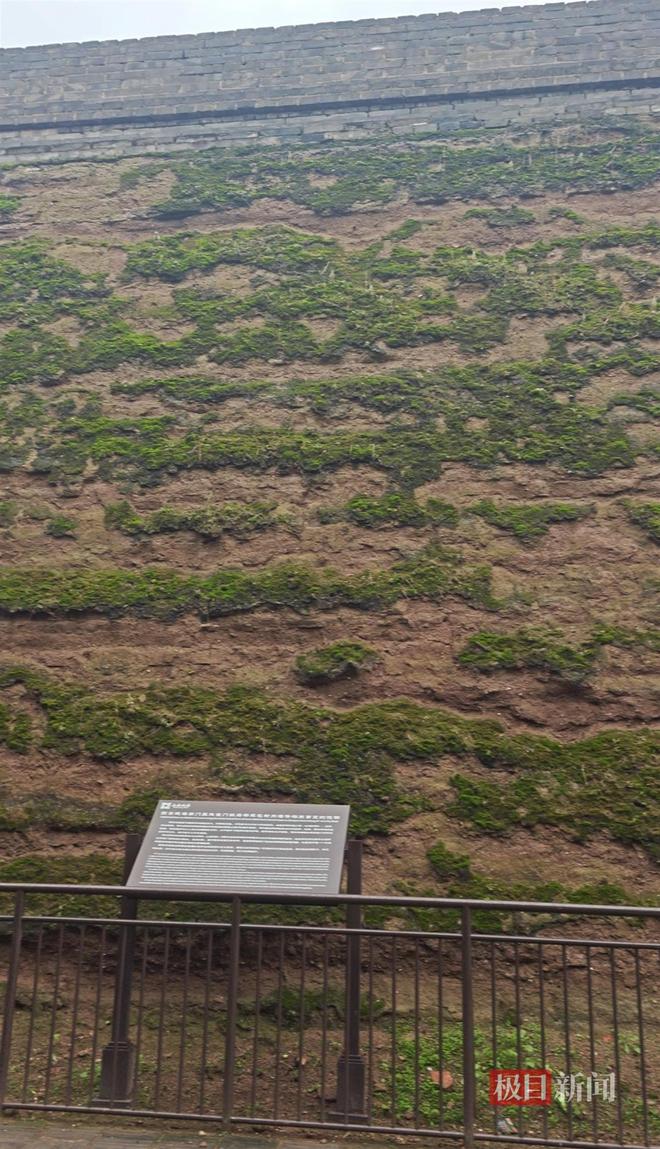 菇大雁塔受潮城墙布满青苔气象局解释成因不朽情缘版西安连续一个多月降雨遍地长蘑(图2)