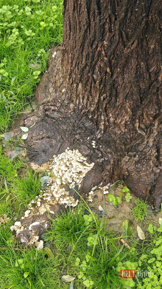 菇大雁塔受潮城墙布满青苔气象局解释成因不朽情缘版西安连续一个多月降雨遍地长蘑(图5)