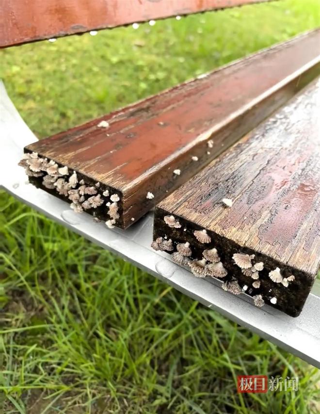 菇大雁塔受潮城墙布满青苔气象局解释成因不朽情缘版西安连续一个多月降雨遍地长蘑(图3)